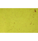 PAPIER BANANE 10 FEUILLES 65 X 95 CM / VERT